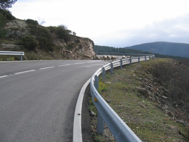1-ColladaDeToses_Moutons_01.jpg - Collada De Toses :Une route magnifique ! Virages sur 45km, pas de ligne droite, bitume nickel, beau paysage, ...Mais parfois très bucolique !