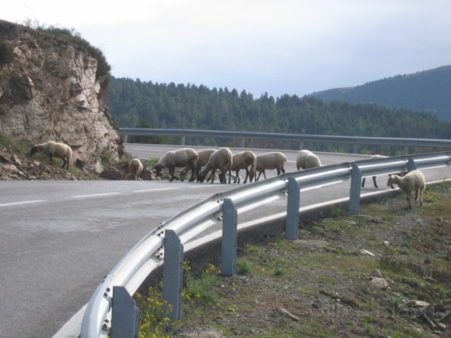 1-ColladaDeToses_Moutons_02.jpg - Les moutons sont attirés par le sel !