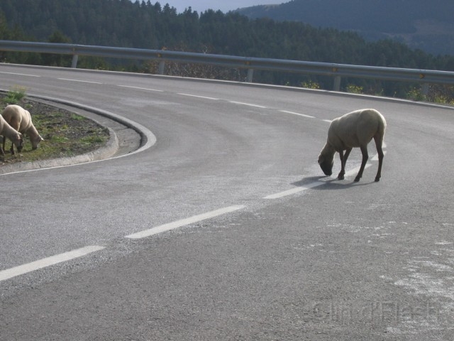 1-ColladaDeToses_Moutons_03.jpg - C'est ce qui s'appelle aimer la route !