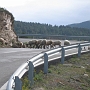 1-ColladaDeToses_Moutons_02