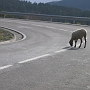 1-ColladaDeToses_Moutons_03