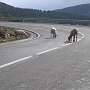 1-ColladaDeToses_Moutons_04